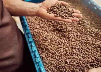 Receita do café cresce 33% em 2025 apesar da queda no volume exportado