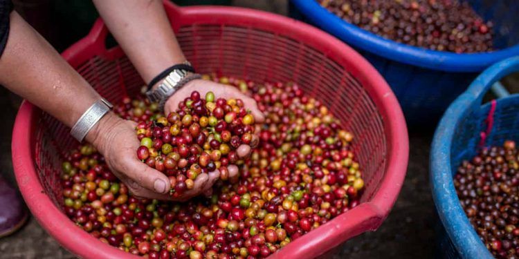 Safra de café em 2025 deve alcançar 55,2 milhões de sacas, aponta Conab