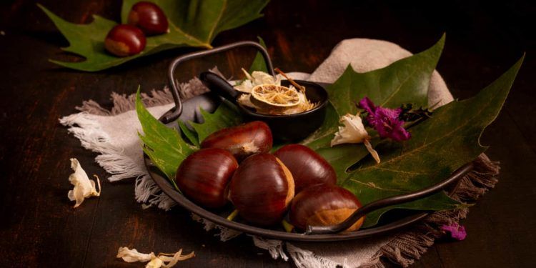 Selo Sociobiodiversidade reconhece produtos sustentáveis do Cerrado em Goiás