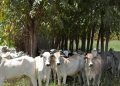 Sistemas integrados de produção têm viabilidade econômica no Cerrado e Amazônia
