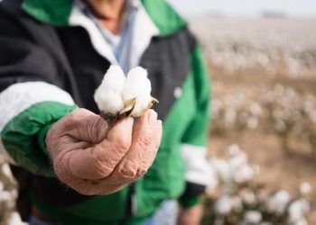 Três microrregiões respondem por metade da produção brasileira de algodão
