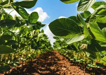 Vazio sanitário começa em Goiás para proteger feijão do mosaico-dourado