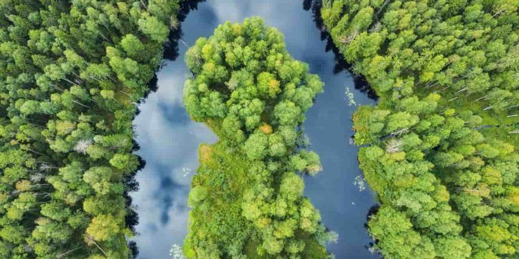 Ações de regularização ambiental na Amazônia recebem aporte de R$ 150 milhões 1 Foto: Envato