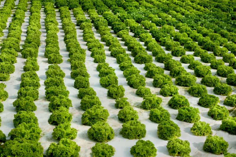 Estudo projeta cenário crítico para a produção de alface diante do aquecimento global 3 Alface