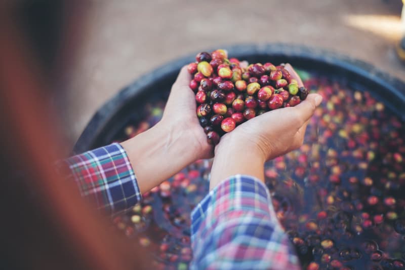 Safra de café em 2025 deve alcançar 55,2 milhões de sacas, aponta Conab 3 Café