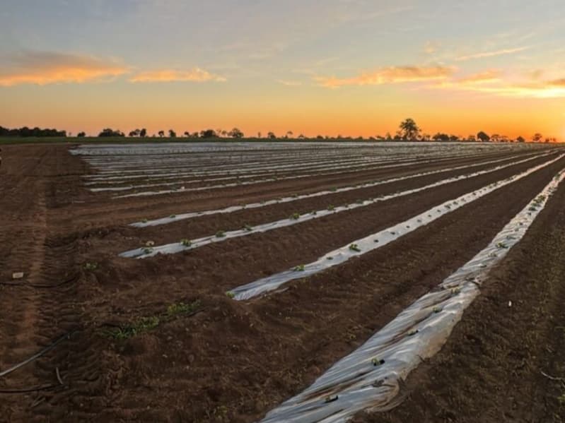 Goiás amplia exportações de frutas com envio de melão à Argentina 2 Exportação