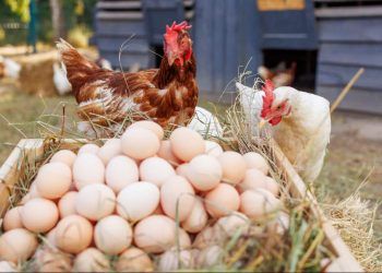 Exportações brasileiras de frango e ovos registram crescimento em agosto