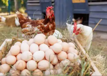 Exportações brasileiras de frango e ovos registram crescimento em agosto