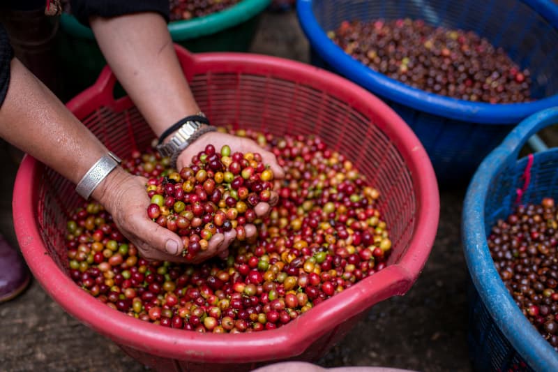 Receita do café cresce 33% em 2025 apesar da queda no volume exportado 2 Exportações de café