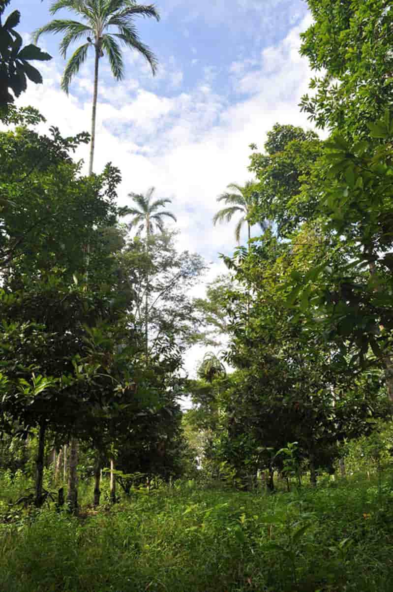 Sistemas integrados de produção têm viabilidade econômica no Cerrado e Amazônia 2 Integração lavoura pecuária