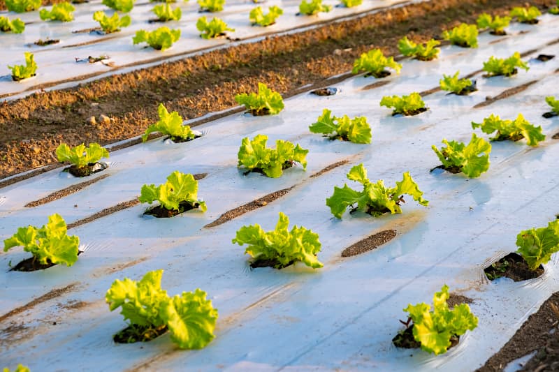Estudo projeta cenário crítico para a produção de alface diante do aquecimento global 2 Plantação de alface