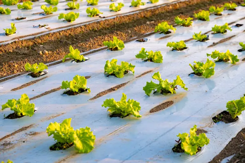 Plantação de alface