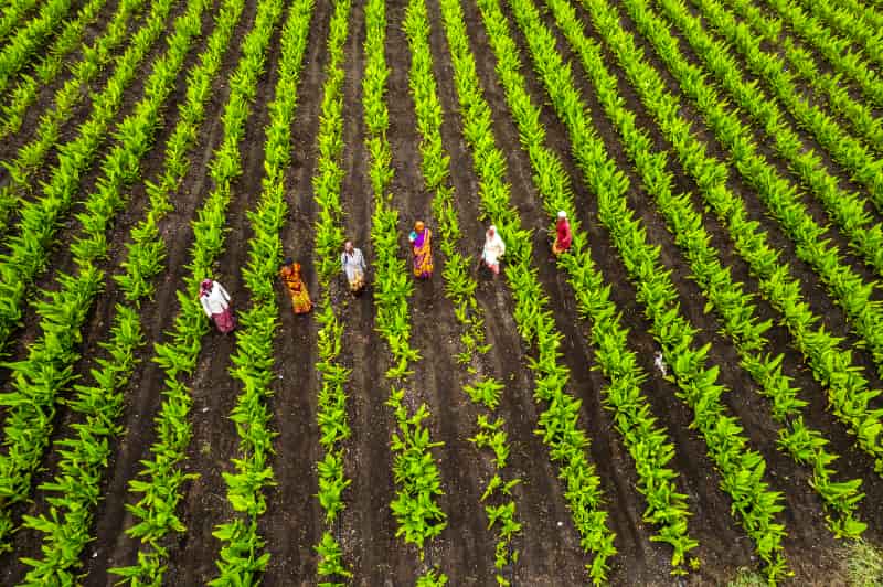 politicas agricolas