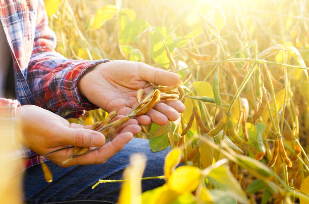 Dez cidades com maior valor de produção agrícola no Brasil em 2024