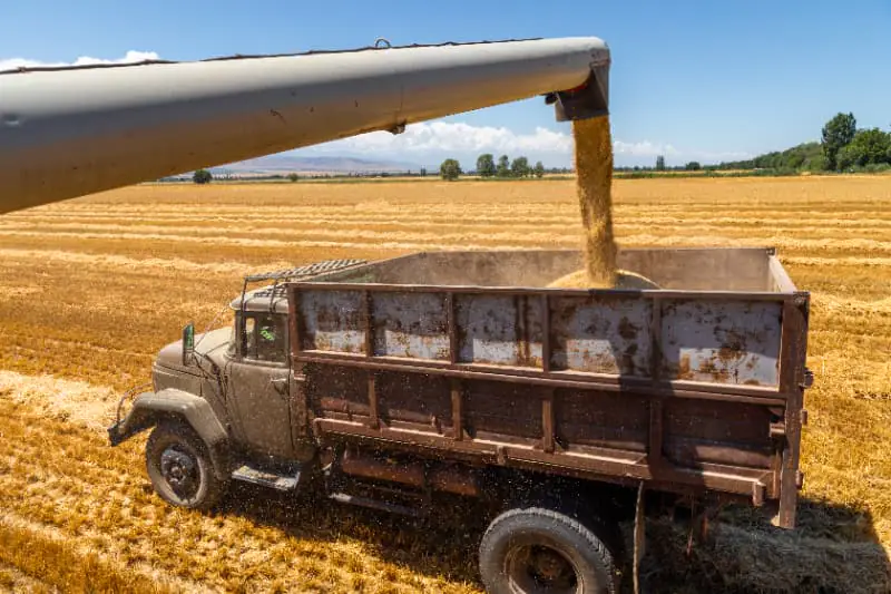 Produção de grãos