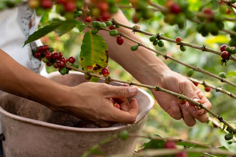 Safra de café em 2025 deve alcançar 55,2 milhões de sacas, aponta Conab 2 Safra de café