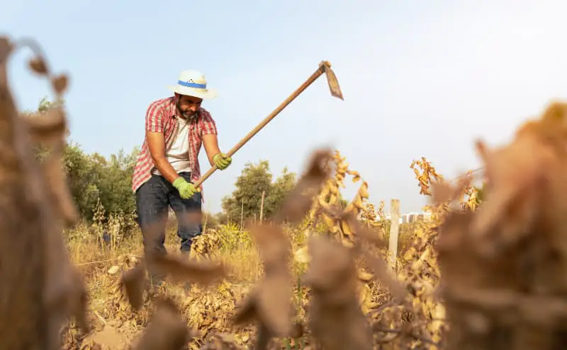 Soja, alho e laranja impulsionam geração de empregos no campo 2 Trabalho no campo