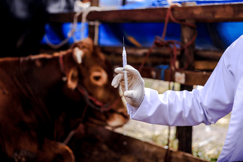 Goiás intensifica ações contra brucelose e tuberculose em bovinos 3 Vacinação