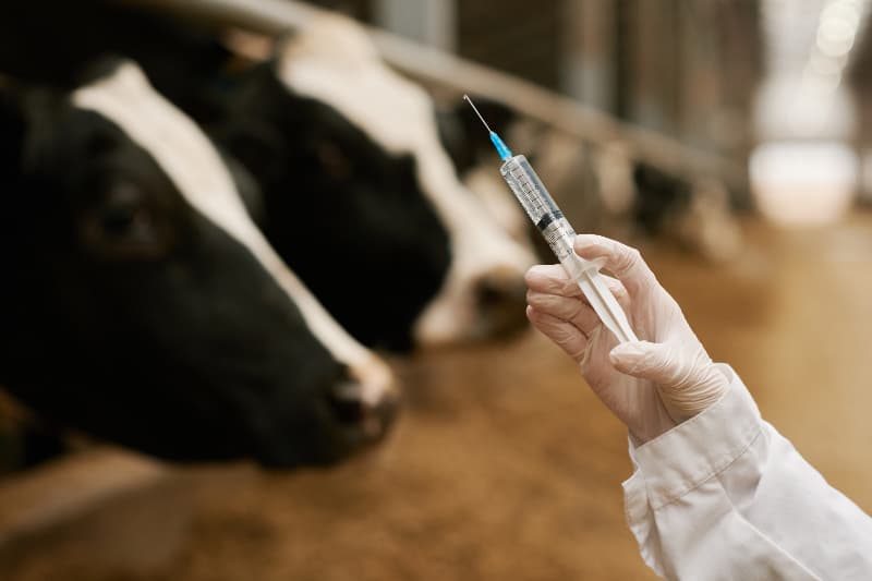 Goiás intensifica ações contra brucelose e tuberculose em bovinos 2 Vacinação