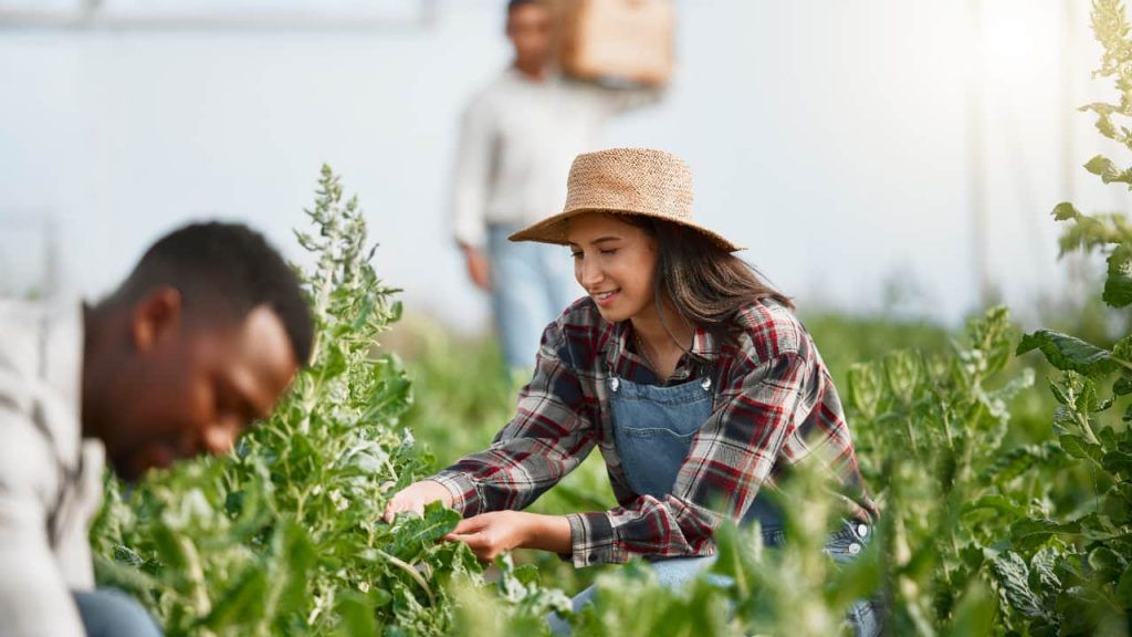 Agricultor familiar não terá aumento na contribuição previdenciária rural 2 Agricultura familiar de São Paulo tem recorde histórico em 2025 com o PPAIS