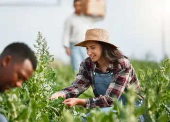 Agricultura familiar de São Paulo tem recorde histórico em 2025 com o PPAIS 6 Agricultura familiar de São Paulo tem recorde histórico em 2025 com o PPAIS