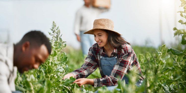 Agricultura familiar de São Paulo tem recorde histórico em 2025 com o PPAIS 1 Agricultura familiar de São Paulo tem recorde histórico em 2025 com o PPAIS