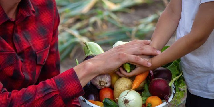 Agricultura familiar do Pará deve injetar R$ 3,3 milhões na economia com a COP30