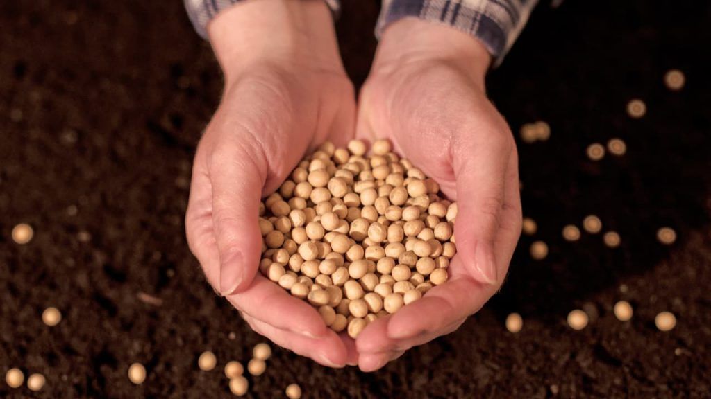 Avanço da semeadura da soja marca o cenário da safra 2526 em Mato Grosso