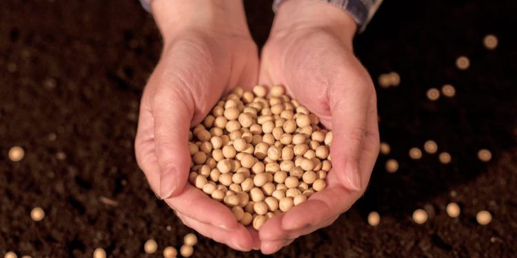 Avanço da semeadura da soja marca o cenário da safra 2526 em Mato Grosso