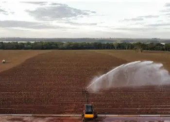 Bagaço de cana se destaca como fonte renovável estratégica para o Brasil, aponta estudo 8 Bagaço de cana se destaca como fonte renovável estratégica para o Brasil, aponta estudo