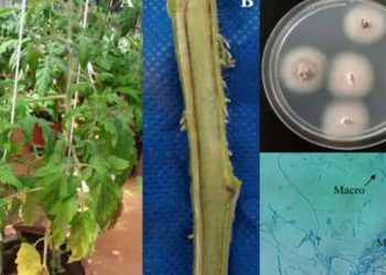 Bioprotetores impulsionam expansão da agricultura sustentável no Brasil
