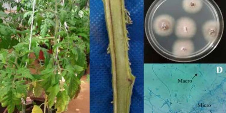 Bioprotetores impulsionam expansão da agricultura sustentável no Brasil