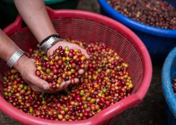 Brasil busca acordo com os EUA para suspender tarifas aplicadas sobre o café