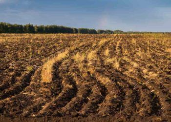 Brasil lança iniciativa global para recuperação de áreas agrícolas degradadas na COP 30 7 Brasil lança iniciativa global para recuperação de áreas agrícolas degradadas na COP 30