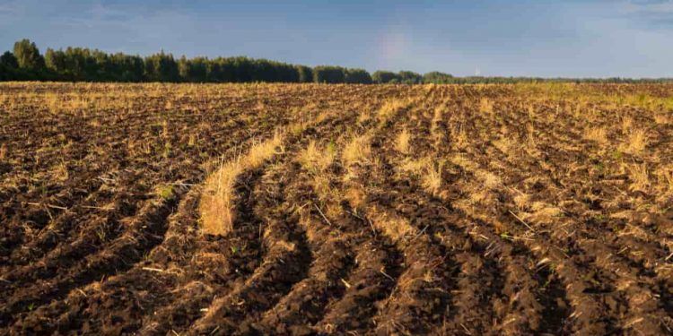 Brasil lança iniciativa global para recuperação de áreas agrícolas degradadas na COP 30 1 Brasil lança iniciativa global para recuperação de áreas agrícolas degradadas na COP 30