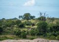 Cerrado registra redução de 28% da vegetação nativa em quatro décadas