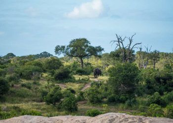 Cerrado registra redução de 28% da vegetação nativa em quatro décadas