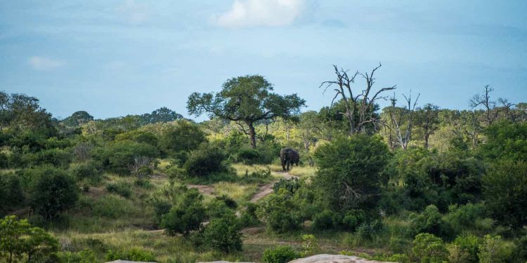 Cerrado registra redução de 28% da vegetação nativa em quatro décadas