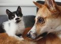 Certificado Veterinário Internacional facilita viagens de cães e gatos entre Brasil e Costa Rica