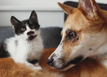 Certificado Veterinário Internacional facilita viagens de cães e gatos entre Brasil e Costa Rica