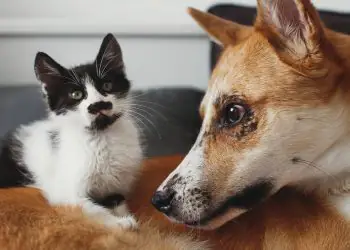 Certificado Veterinário Internacional facilita viagens de cães e gatos entre Brasil e Costa Rica