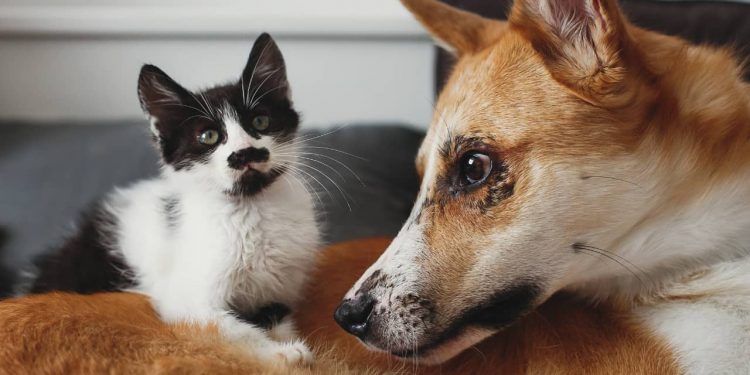 Certificado Veterinário Internacional facilita viagens de cães e gatos entre Brasil e Costa Rica