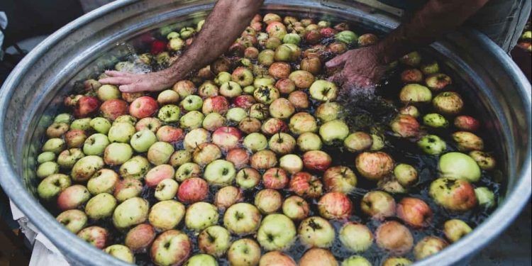 Chuvas reduzem safra de maçã e elevam importações no Brasil, aponta Abrafrutas