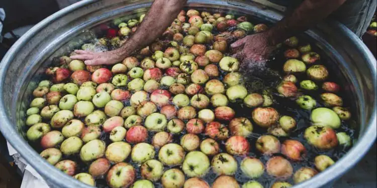 Chuvas reduzem safra de maçã e elevam importações no Brasil, aponta Abrafrutas 1 Chuvas reduzem safra de maçã e elevam importações no Brasil, aponta Abrafrutas