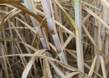 Conama mantém regras para queima da palha de cana e reforça segurança jurídica aos produtores