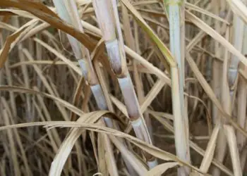 Conama mantém regras para queima da palha de cana e reforça segurança jurídica aos produtores 9 Conama mantém regras para queima da palha de cana e reforça segurança jurídica aos produtores