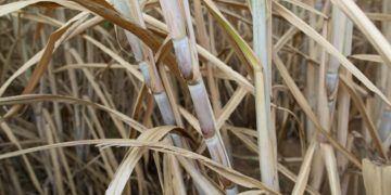 Conama mantém regras para queima da palha de cana e reforça segurança jurídica aos produtores