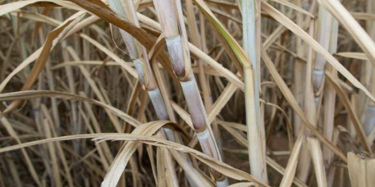 Conama mantém regras para queima da palha de cana e reforça segurança jurídica aos produtores 1 Conama mantém regras para queima da palha de cana e reforça segurança jurídica aos produtores