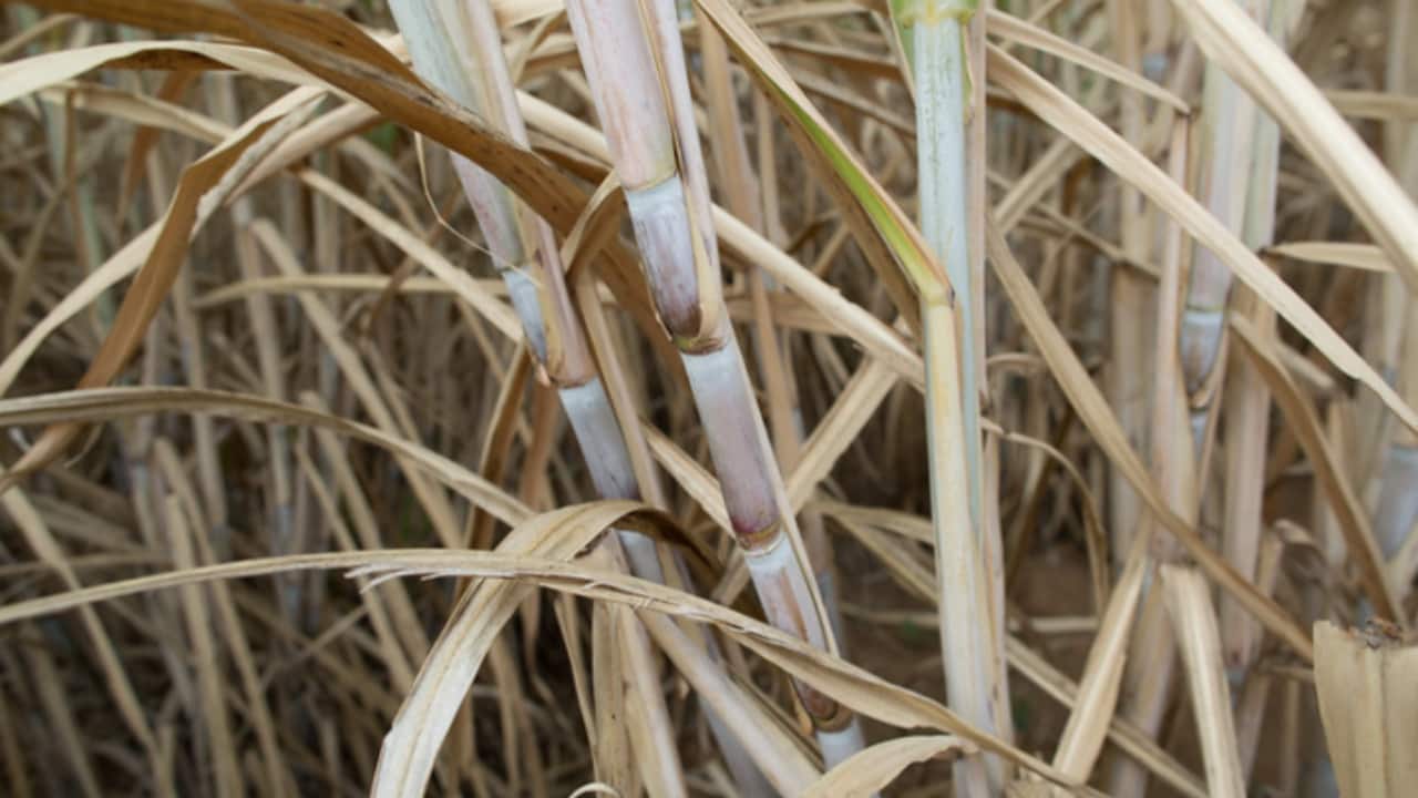Conama mantém regras para queima da palha de cana e reforça segurança jurídica aos produtores