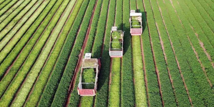 Crédito privado do agro cresce com avanço das LCAs e CPRs em setembro 1 Foto: Divulgação/Mapa